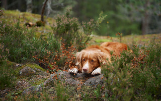 Wildfleisch für Hunde - haustierkost.de