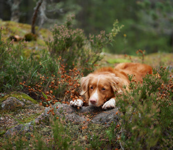 Wildfleisch für Hunde - haustierkost.de