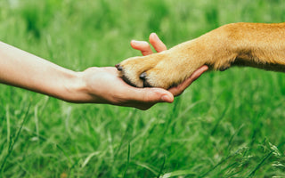 Der richtige Pfotenschutz für den Hund im Winter - haustierkost.de