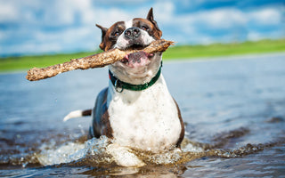 BARFEN im Sommer: cool bleiben trotz Hitze - haustierkost.de