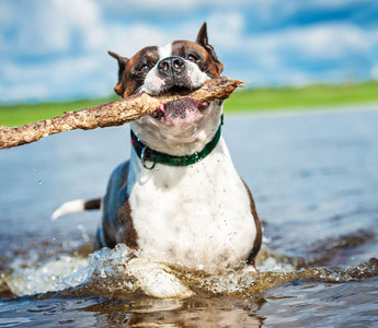 BARFEN im Sommer: cool bleiben trotz Hitze - haustierkost.de