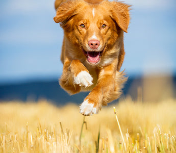 Immunsystem stärken vom Hund - haustierkost.de