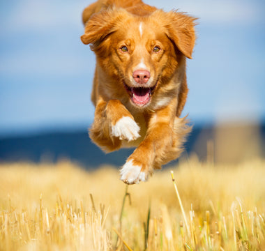 Immunsystem stärken vom Hund - haustierkost.de