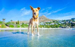 Hund abkühlen mit Hunde-Eis und Co. - haustierkost.de