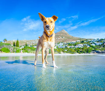 Hund abkühlen mit Hunde-Eis und Co. - haustierkost.de