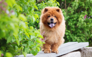 Hund im Sommer scheren: eine gute Idee? - haustierkost.de