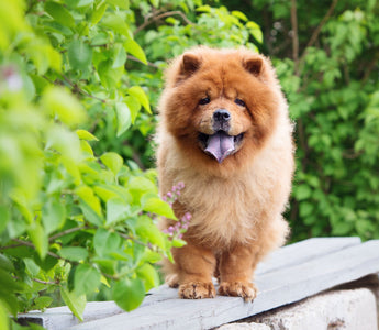 Hund im Sommer scheren: eine gute Idee? - haustierkost.de