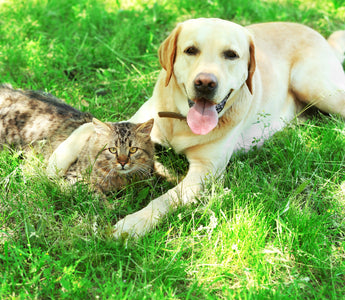 Hitzschlag beim Hund vorbeugen und helfen - haustierkost.de