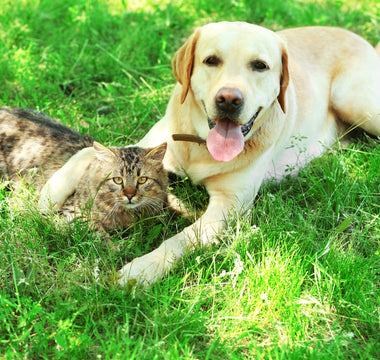 Hitzschlag beim Hund vorbeugen und helfen - haustierkost.de