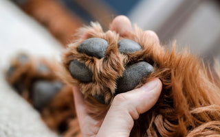 Pfotenpflege für den Hund im Sommer - haustierkost.de