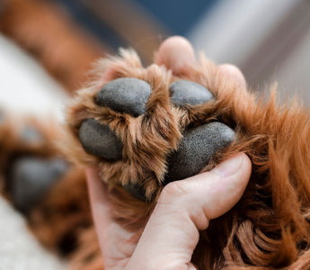 Pfotenpflege für den Hund im Sommer - haustierkost.de