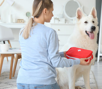 Erste Hilfe am Hund - haustierkost.de