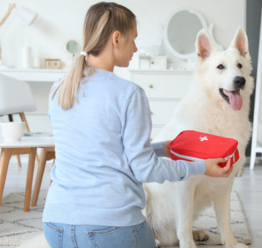 Erste Hilfe am Hund - haustierkost.de