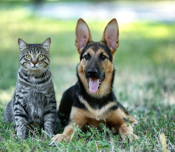 Gefriergetrocknetes Fleisch für Hunde und Katzen