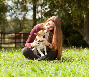 Hund mit Diabetes – was tun? - haustierkost.de