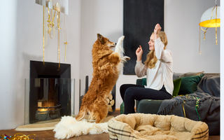 Hund beruhigen an Silvester: 5 Tipps - haustierkost.de