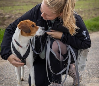 Leinenführigkeit: Hund richtig trainieren - haustierkost.de