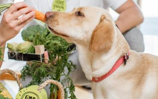 BARFEN Obst &amp; Gemüse für Hunde: Die BARF-Fütterung - haustierkost.de