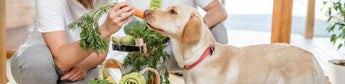 BARFEN Obst &amp; Gemüse für Hunde: Die BARF-Fütterung - haustierkost.de