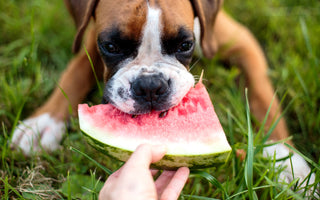 Zahnwechsel beim Hund: bye-bye Milchzähne! - haustierkost.de