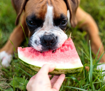 Zahnwechsel beim Hund: bye-bye Milchzähne! - haustierkost.de