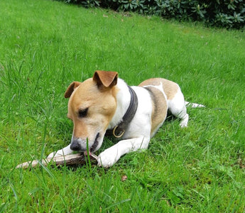 Hirschgeweih und Olivenholz für Hunde - haustierkost.de