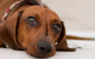BARFEN für Allergiker: Hunde mit Allergien richtig ernähren - haustierkost.de