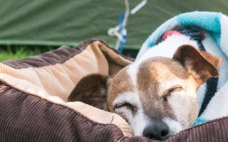 Camping mit Hund: wichtige Tipps - haustierkost.de