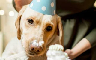Hunde Geburtstagskuchen: Den Geburtstag richtig feiern - haustierkost.de