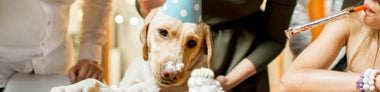 Hunde Geburtstagskuchen: Den Geburtstag richtig feiern - haustierkost.de