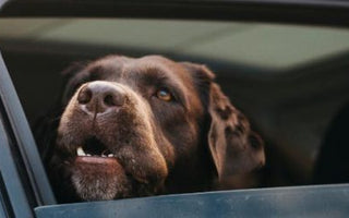 Hund im Auto: Hitze wird schnell gefährlich - haustierkost.de