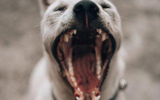 Katze und Hund: Natürliche Zahnreinigung