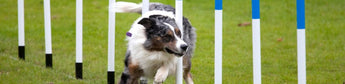 Agility Training für den Hund und jede Menge Spaß - haustierkost.de