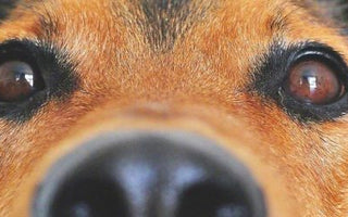 Augenpflege: Hund benötigt regelmäßige Prüfung - haustierkost.de