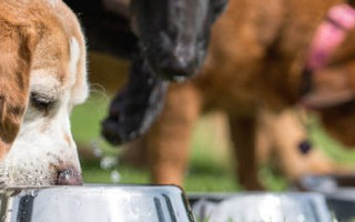 Fütterungsarten: Hund bedarfsgerecht ernähren - haustierkost.de