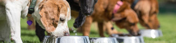 Fütterungsarten: Hund bedarfsgerecht ernähren - haustierkost.de