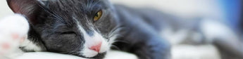 Hitzschlag: Katze vor hohen Temperaturen schützen - haustierkost.de