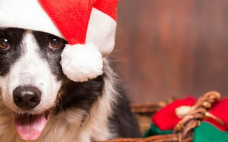 Hunde beim Weihnachtsessen: das kommt in den Napf - haustierkost.de