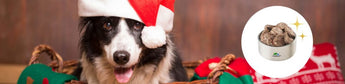 Hunde beim Weihnachtsessen: das kommt in den Napf - haustierkost.de