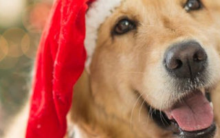 Weihnachtsgeschenke für Hunde - haustierkost.de