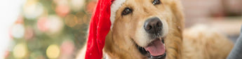Weihnachtsgeschenke für Hunde - haustierkost.de