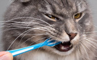 Zahnpflege Katze: Zähne richtig putzen - haustierkost.de
