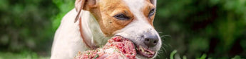 Ist rohes Fleisch gesund für Hunde? Auf die Menge kommt es an - haustierkost.de