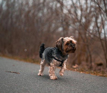 Der Hund und seine Gelenke: Stärken mit Bewegung und Nahrung