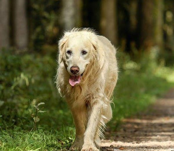 BARF für Senioren-Hunde