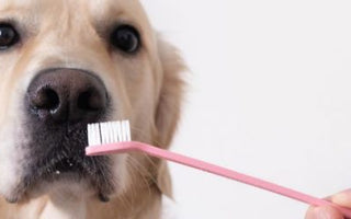 Zahnpflege Beim Hund: Die Zahnreinigung - haustierkost.de