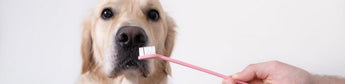 Zahnpflege Beim Hund: Die Zahnreinigung - haustierkost.de