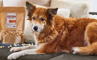 Darf mein Hund Popcorn essen? - haustierkost.de