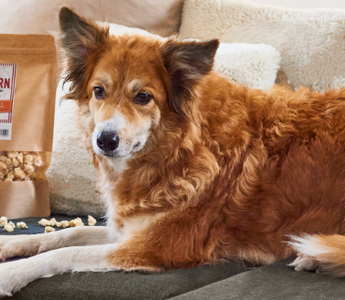 Darf mein Hund Popcorn essen? - haustierkost.de