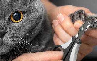 Pfotenpflege für die Katze: Tipps &amp; Tricks - haustierkost.de